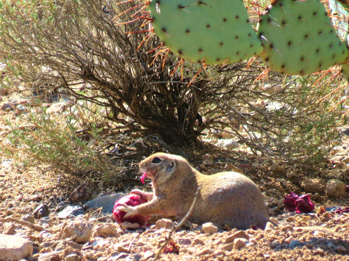 Old Pueblo shutterbugs